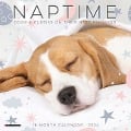 Naptime (Dogs) 2024 7 X 7 Mini Wall Calendar - Willow Creek Press