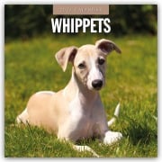Whippets - Whippet 2026 - 16-Monatskalender - Robin Red