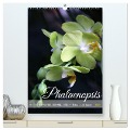 Phalaenopsis - Schöne Schmetterlingsorchideen (hochwertiger Premium Wandkalender 2025 DIN A2 hoch), Kunstdruck in Hochglanz - Gisela Kruse