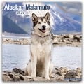 Alaskan Malamute 2025 - 16-Monatskalender - Avonside Publishing Ltd