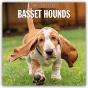Cover-Bild zum Titel 'Basset Hounds - Basset Hound 2026 - 16-Monatskalender' von 'Robin Red'