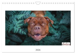 Cover-Bild zum Titel 'Wunderschöne Bulldoggen (Wandkalender 2026 DIN A4 quer), CALVENDO Monatskalender' von 'Power Video Verlags GmbH'