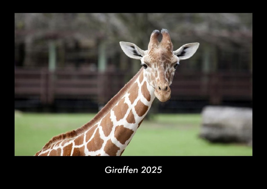 Giraffen 2025 Fotokalender DIN A3 - Tobias Becker