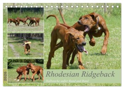 Cover-Bild zum Titel 'Rhodesian Ridgeback - Halbstarke außer Rand und Band (Tischkalender 2026 DIN A5 quer), CALVENDO Monatskalender' von 'Birgit Bodsch'