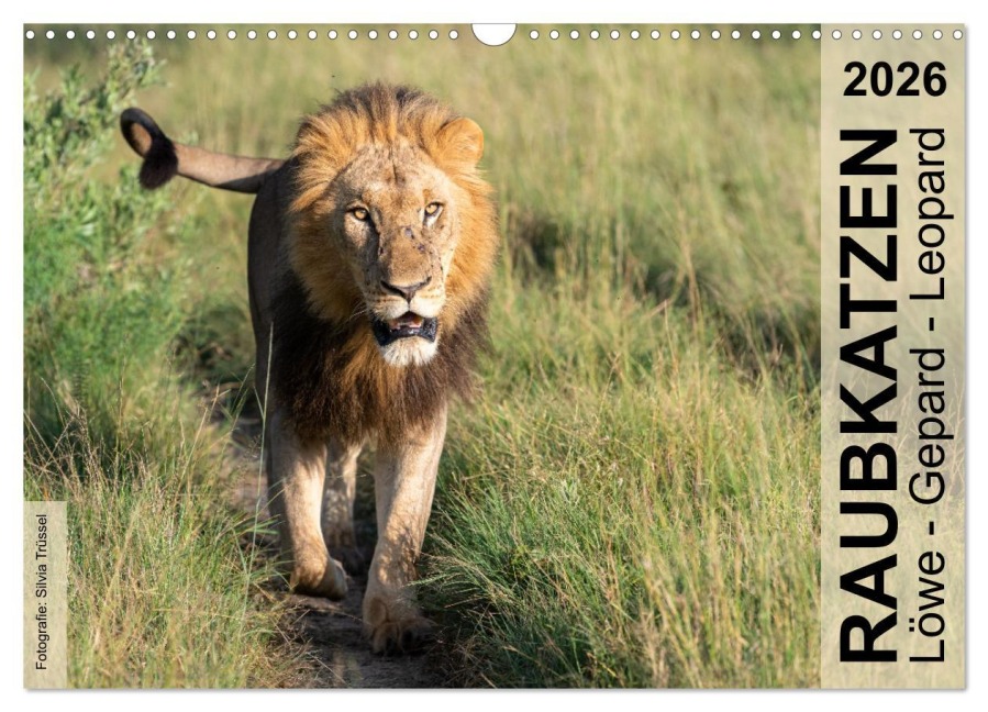Raubkatzen - Löwe, Gepard, Leopard (Wandkalender 2026 DIN A3 quer), CALVENDO Monatskalender - Silvia Trüssel