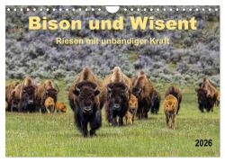 Bison und Wisent - Riesen mit unbändiger Kraft (Wandkalender 2026 DIN A4 quer), CALVENDO Monatskalender - Peter Roder