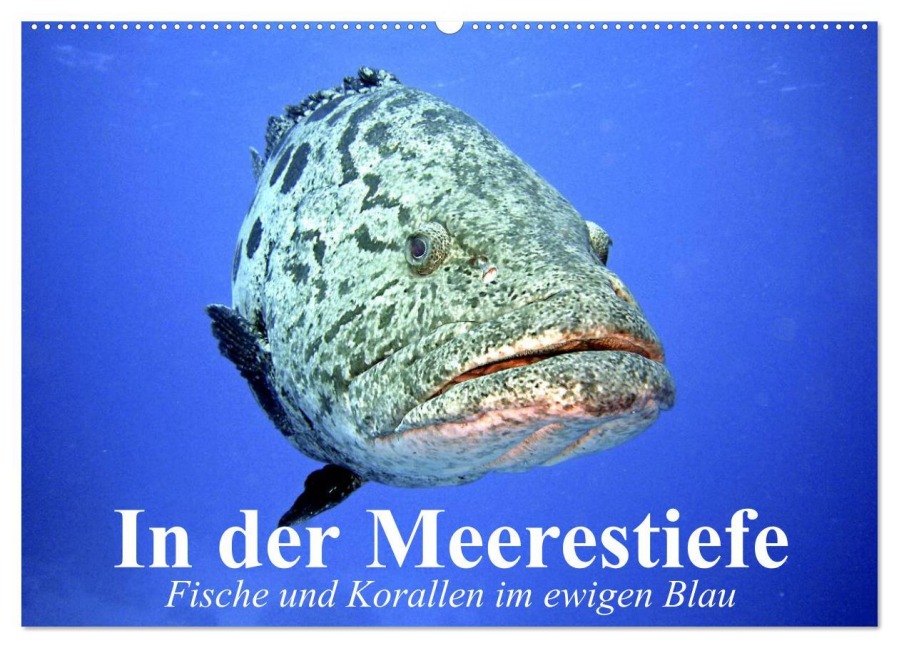 In der Meerestiefe. Fische und Korallen im ewigen Blau (Wandkalender 2026 DIN A2 quer), CALVENDO Monatskalender - Elisabeth Stanzer