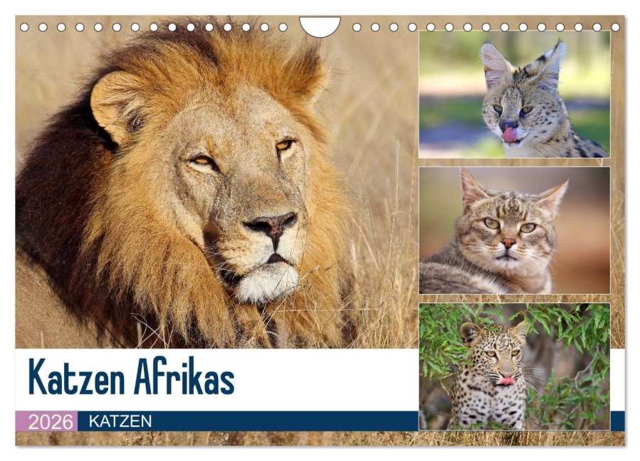 Katzen Afrikas (Wandkalender 2026 DIN A4 quer), CALVENDO Monatskalender - Michael Herzog