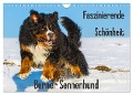 Faszinierende Schönheit Berner Sennenhund (Wandkalender 2025 DIN A4 quer), CALVENDO Monatskalender - Sigrid Starick