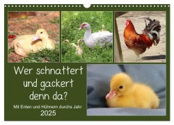 Wer gackert und schnattert denn da? Mit Enten und Hühnern durchs Jahr (Wandkalender 2025 DIN A3 quer), CALVENDO Monatskalender - Sabine Löwer