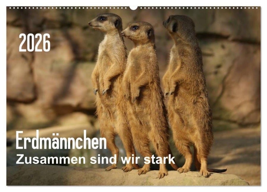 Erdmännchen - Zusammen sind wir stark (Wandkalender 2026 DIN A2 quer), CALVENDO Monatskalender - Peter Hebgen