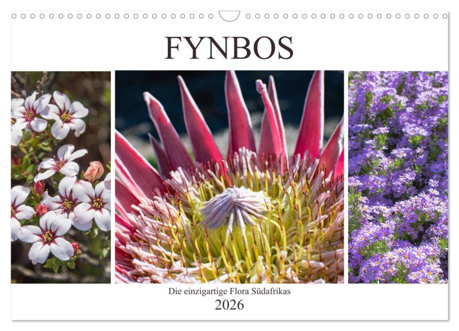 Fynbos - Die einzigartige Flora Südafrikas (Wandkalender 2026 DIN A3 quer), CALVENDO Monatskalender - Silvia Schröder