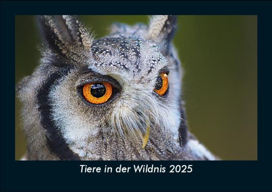 Tiere in der Wildnis 2025 Fotokalender DIN A5 - Tobias Becker