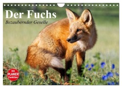 Der Fuchs. Bezaubernder Geselle (Wandkalender 2026 DIN A4 quer), CALVENDO Monatskalender - Elisabeth Stanzer
