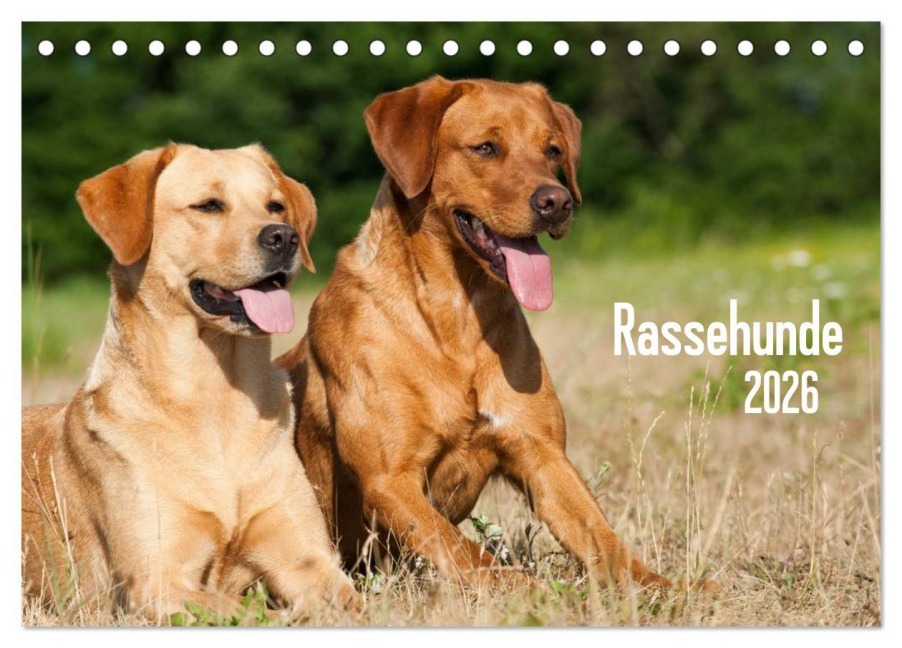 Rassehunde (Tischkalender 2026 DIN A5 quer), CALVENDO Monatskalender - Judith Dzierzawa