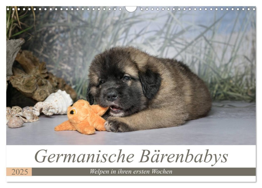 Germanische Bärenbabys (Wandkalender 2025 DIN A3 quer), CALVENDO Monatskalender - Sonja Teßen