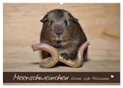 Cover-Bild zum Titel 'Meerschweinchen - Kleine süße Fellnasen (Wandkalender 2026 DIN A2 quer), CALVENDO Monatskalender' von 'Petra Fischer'