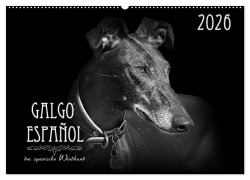 Cover-Bild zum Titel 'Galgo Español - der spanische Windhund 2026 (Wandkalender 2026 DIN A2 quer), CALVENDO Monatskalender' von 'Pfoten-Design Andrea Redecker'