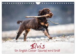 Cover-Bild zum Titel 'Elvis ein Engl. Cocker Spaniel wird Groß (Wandkalender 2026 DIN A4 quer), CALVENDO Monatskalender' von 'Sabrina Wobith Photography - FotosVonMaja'