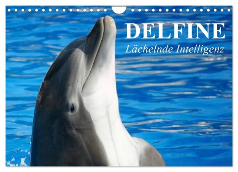 Delfine - Lächelnde Intelligenz (Wandkalender 2024 DIN A4 quer), CALVENDO Monatskalender - Elisabeth Stanzer