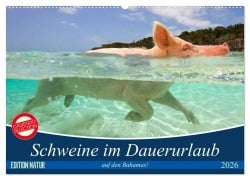 Schweine im Dauerurlaub auf den Bahamas! (Wandkalender 2026 DIN A2 quer), CALVENDO Monatskalender - Elisabeth Stanzer