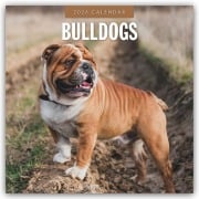 Bulldogs - Bulldoggen 2026 - 16-Monatskalender - Robin Red