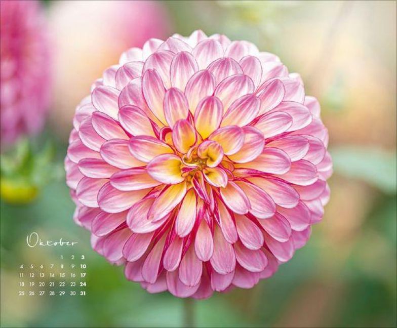 InsideView 10