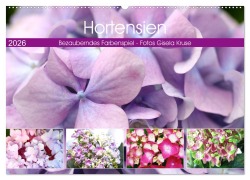 Cover-Bild zum Titel 'Hortensien Bezauberndes Farbenspiel (Wandkalender 2026 DIN A2 quer), CALVENDO Monatskalender' von 'Gisela Kruse'