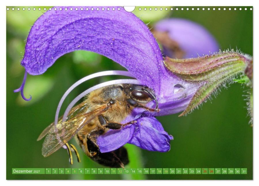 InsideView 4