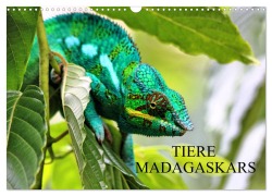 Cover-Bild zum Titel 'Tiere Madagaskars (Wandkalender 2026 DIN A3 quer), CALVENDO Monatskalender' von 'Céline Baur'