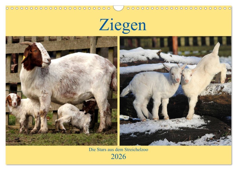 Ziegen - Die Stars aus dem Streichelzoo (Wandkalender 2026 DIN A3 quer), CALVENDO Monatskalender - Arno Klatt