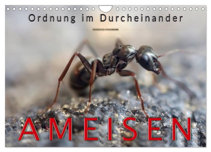 Ameisen - Ordnung im Durcheinander (Wandkalender 2026 DIN A4 quer), CALVENDO Monatskalender - Peter Roder