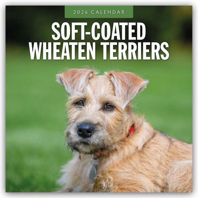 Soft-Coated Wheaten Terriers - Soft-Coated Wheaten Terrier 2026 - 16-Monatskalender - Robin Red
