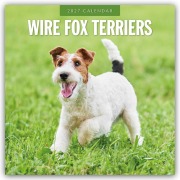 Cover-Bild zum Titel 'Wire Fox Terriers - Drahthaar Foxterrier 2027 - 16-Monatskalender' von 'Robin Red'
