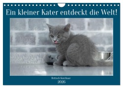 Ein kleiner Kater entdeckt die Welt! (Wandkalender 2026 DIN A4 quer), CALVENDO Monatskalender - Manuela Hartmann