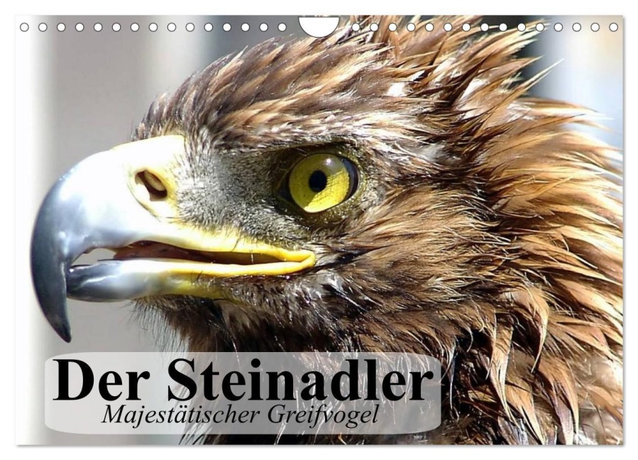 Der Steinadler. Majestätischer Greifvogel (Wandkalender 2026 DIN A4 quer), CALVENDO Monatskalender - Elisabeth Stanzer
