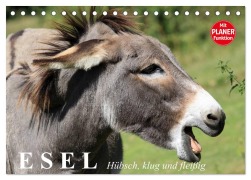 Cover-Bild zum Titel 'Esel. Hübsch, klug und fleißig (Tischkalender 2026 DIN A5 quer), CALVENDO Monatskalender' von 'Elisabeth Stanzer'