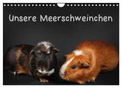 Unsere Meerschweinchen (Wandkalender 2026 DIN A4 quer), CALVENDO Monatskalender - Hermann Klecker
