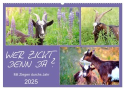 Wer zickt denn da? Mit Ziegen durchs Jahr (Wandkalender 2025 DIN A2 quer), CALVENDO Monatskalender - Sabine Löwer