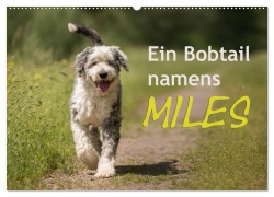 Cover-Bild zum Titel 'Ein Bobtail namens Miles (Wandkalender 2026 DIN A2 quer), CALVENDO Monatskalender' von 'Christiane Calmbacher'