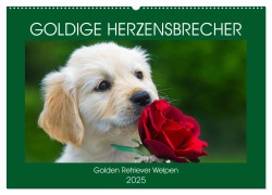 Goldige Herzensbrecher - Golden Retriever Welpen (Wandkalender 2025 DIN A2 quer), CALVENDO Monatskalender - Sigrid Starick