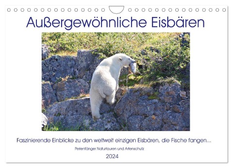 Das Leben der etwas "anderen" Eisbären! (Wandkalender 2024 DIN A4 quer), CALVENDO Monatskalender - Sabine Bengtsson Perlenfänger Naturtouren & Artenschutz