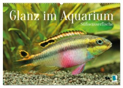 Cover-Bild zum Titel 'Glanz im Aquarium: Süßwasserfische (Wandkalender 2026 DIN A2 quer), CALVENDO Monatskalender' von 'Calvendo Calvendo'