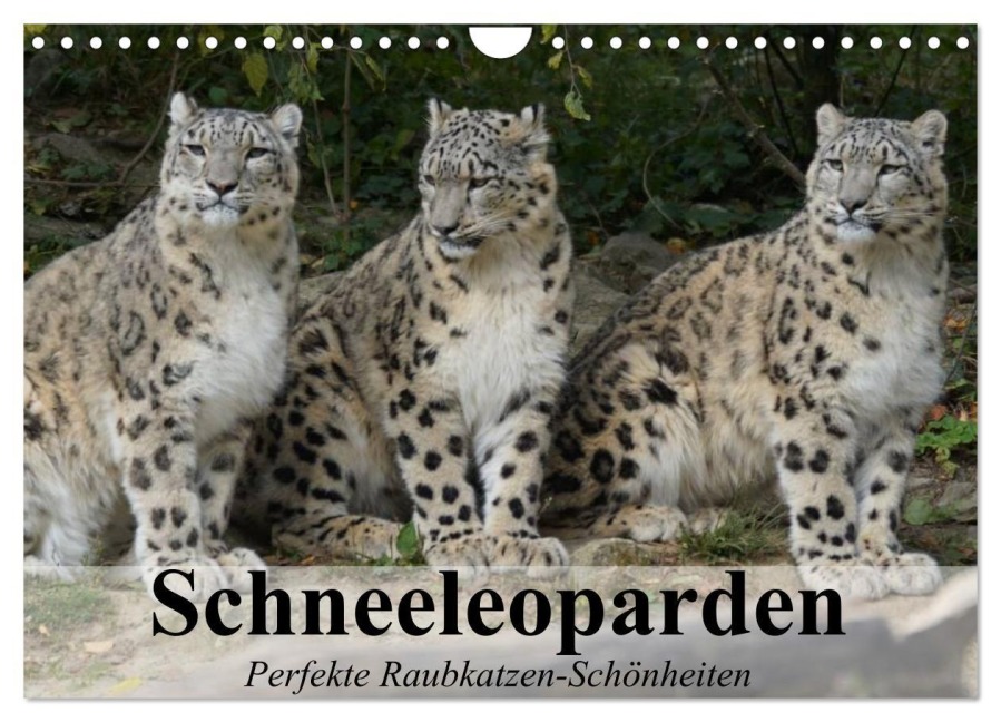 Schneeleoparden. Perfekte Raubkatzen-Schönheiten (Wandkalender 2026 DIN A4 quer), CALVENDO Monatskalender - Elisabeth Stanzer