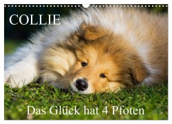 Cover-Bild zum Titel 'Collie - Das Glück hat 4 Pfoten (Wandkalender 2026 DIN A3 quer), CALVENDO Monatskalender' von 'Sigrid Starick'