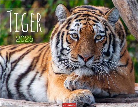 Tiger Kalender 2025 - 