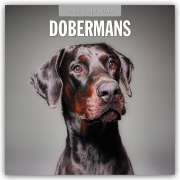 Dobermans - Dobermann 2026 - 16-Monatskalender - Robin Red