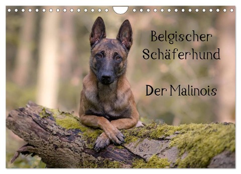 Belgischer Schäferhund - Der Malinois (Wandkalender 2025 DIN A4 quer), CALVENDO Monatskalender - Tanja Brandt