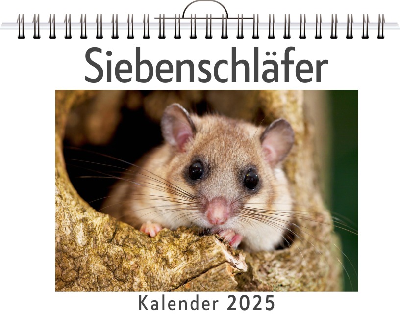 Siebenschläfer - Luisa Schmitz