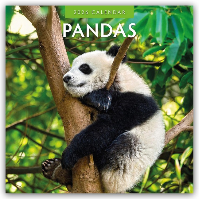 Pandas - Pandabären 2026 - 16-Monatskalender - Robin Red